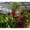 /product-detail/tropical-aluminum-alloy-frame-farming-greenhouse-60572994789.html