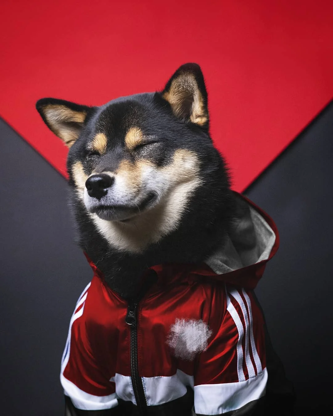 2021 Latest Trend Pet Cool Clothes And Domineering Dog Clothing Fashion Pets Clothing For Pet, Red green
2021 Latest Trend Pet Cool Clothes And Domineering Dog Clothing Fashion Pets Clothing For Pet, Red green