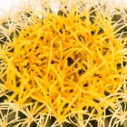 Cactus Plants Cactus China 28cm Plastic Artificial Potted Cactus Plants For Indoors