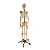 /product-detail/42cm-plastic-dissection-training-life-size-skeleton-human-model-62376686450.html