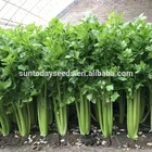 Suntoday vegetable F1 celery hybrid seeds for sale seeds