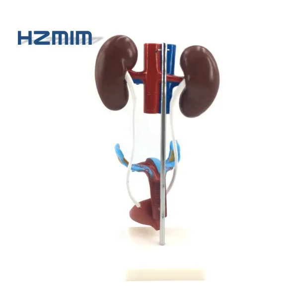 reproductive system model.jpg