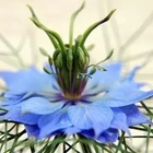 100% 純粋なエッセンシャルオイルコールドプレス Nigella 時期尚早黒クミン種子油バイオオイル