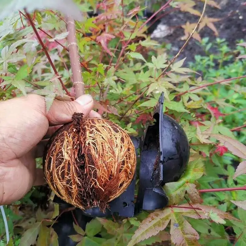 5/8/12CM Plant High Pressure Box Grafting Rooting Growing Device PropagationBall
5/8/12CM Plant High Pressure Box Grafting Rooting Growing Device PropagationBall