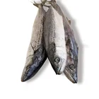 Huiyang Food High Protein Frozen Fish Spanish Mackerel