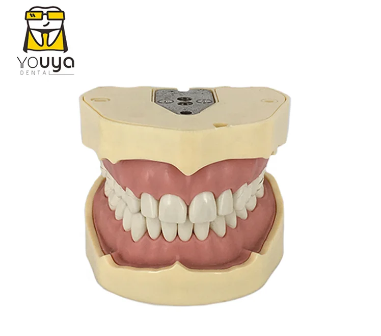 新的德国frasaco牙齿模型医学牙科诊所研究模型