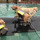 2020 best-selling pet life jacket dog swimsuit L