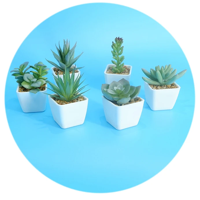 Factory direct wholesale desktop mini display simulation creative succulents, Customized color
Factory direct wholesale desktop mini display simulation creative succulents, Customized color