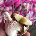 Shan dong garlic Jin Xiang garlic China pure white violet fresh garlic In bags Case loading bulk