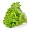 /product-detail/factory-supply-green-leaf-lettuce-green-salad-romaine-lettuce-seeds-for-growing-62029963518.html