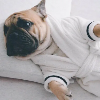 OEM High Quality dog bathrobe corgi pug small and medium-sized dog bathrobe towel pet clothing, White,colors
OEM High Quality dog bathrobe corgi pug small and medium-sized dog bathrobe towel pet clothing, White,colors