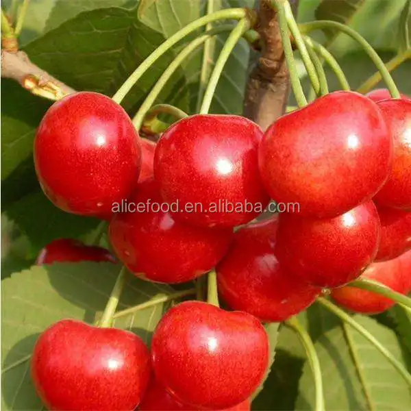 bulk quantity sweet taste dried red cherry