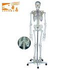 Human Education Skeleton Model Skeleton Model