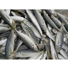 Frozen Mackerel Horse Mackerel Fish /Big Eye Scad With Low Price