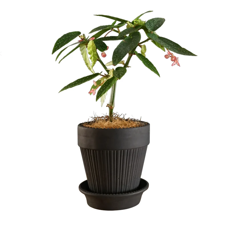 Classical style indoor colored cement flower planters with saucer for home decor, Black
Classical style indoor colored cement flower planters with saucer for home decor, Black