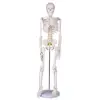 /product-detail/standard-bone-model-with-spinal-nerves-85cm-human-skeleton-model-with-bracket-pvc-material-detachable-medical-teaching-equipment-62299879392.html