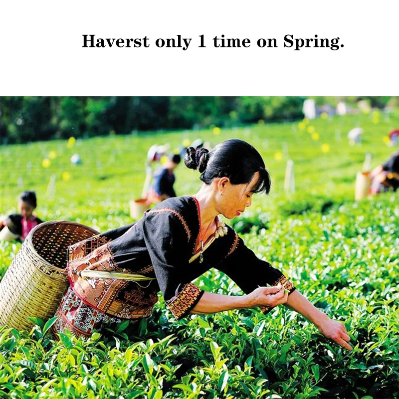 Chinese organic Aged Shou Mei Longevity Eyebrow White Tea-