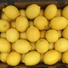 Fresh Fresh Organic Processed Pitted Fresh China Yellow Lemon OEM Sweet Style With Competitive Price