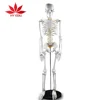 /product-detail/85cm-human-skeleton-model-anatomical-anatomy-skeleton-medical-teach-model-62252501384.html