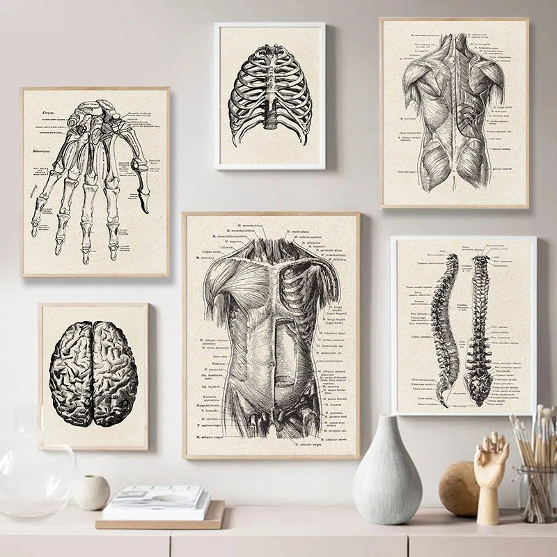 Anatomy Artwork Medical Wall Picture Muscle Skeleton Vintage Poster Nordic Canvas Print Education Painting Modern Decor
Anatomy Artwork Medical Wall Picture Muscle Skeleton Vintage Poster Nordic Canvas Print Education Painting Modern Decor