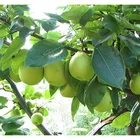 Pear Organic Pears Sweet China Pear Organic Pear Pears Brand