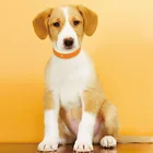 EV-202 Factory Price Mini GPS Tracker Pet Animals Collar Tracking Devices For Dogs Cat