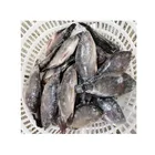 IQF Live Fish Frozen BlackTilapia Whole Round For Sale