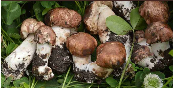 mushroom extract.png
