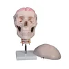Skull band 8 part brain and cervical vertebra model,Human skull with cervical vertebrae model