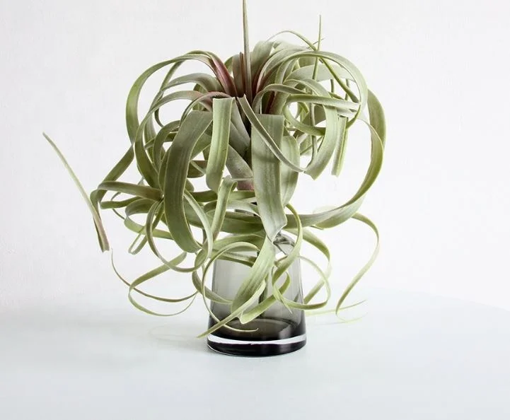 2021 factory direct sale artificial latex succulent plant pineapple grass simulation air grass for Garden Decoration, Greenscape
2021 factory direct sale artificial latex succulent plant pineapple grass simulation air grass for Garden Decoration, Greenscape