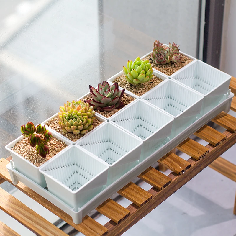 Meshpot Root control Cactus Mini Planter Plastic Succulent pot with air holes Thicken Pot wall planter, White/black
Meshpot Root control Cactus Mini Planter Plastic Succulent pot with air holes Thicken Pot wall planter, White/black