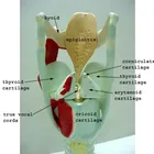 Human Professional Magnified Human Larynx Joint Simulation Model Medical Anatomy/ Biological Anatomy Model