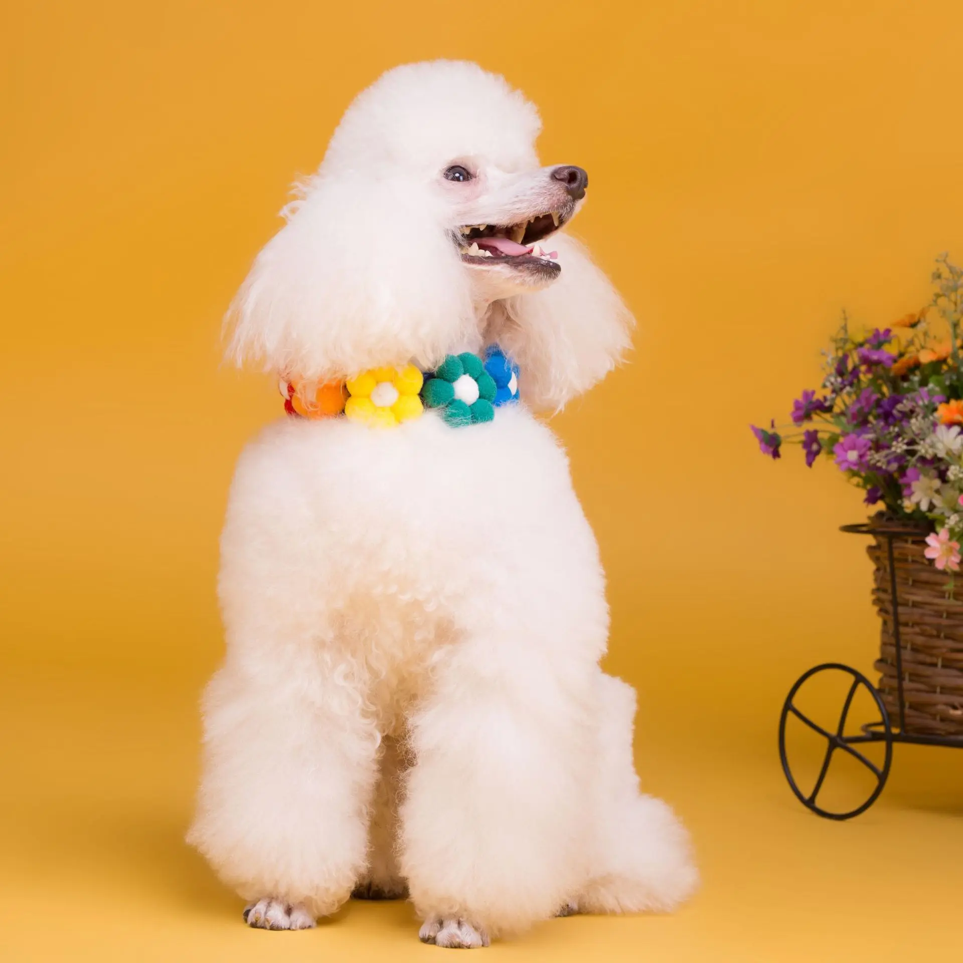 Factory direct dog cat collar new pet products temperament petal pet necklace wholesale collares para gatos perros, Colorful
Factory direct dog cat collar new pet products temperament petal pet necklace wholesale collares para gatos perros, Colorful