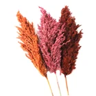 Flowers Natural Reed Catkins Phragmites Australis Bulrush Pampas Grass Reed Flowers Dried Plume Reed