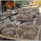 Japan Extract Japan Health Product Liquid Agaricus Blazei Beta Glucan Maitake Mushroom Extract