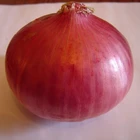 high quality fresh red onion