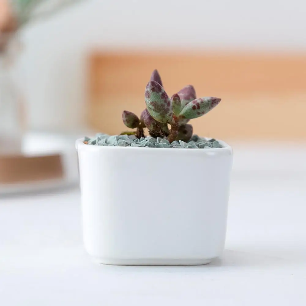 wholesale Modern Simple Style White Decorative Garden Flower Holder Ceramic Flower Pot mini size square Succulent Plant Pot
wholesale Modern Simple Style White Decorative Garden Flower Holder Ceramic Flower Pot mini size square Succulent Plant Pot