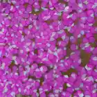 Holiday Cheap Hot Sale Top Quality Good Looking Nice Holiday Petal Effect Confetti Cannon