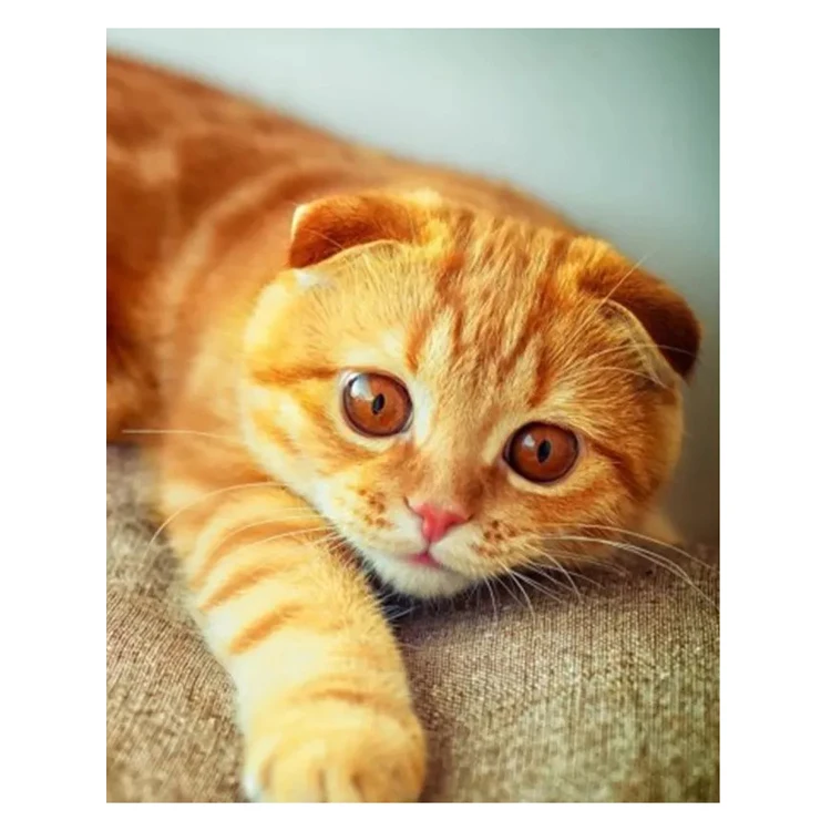 Diy Full Drill Diamond Painting 30x40 cm AB Drill Animal Cats Diamond Painting Kits High End Short Lint Custom Paintings
Diy Full Drill Diamond Painting 30x40 cm AB Drill Animal Cats Diamond Painting Kits High End Short Lint Custom Paintings