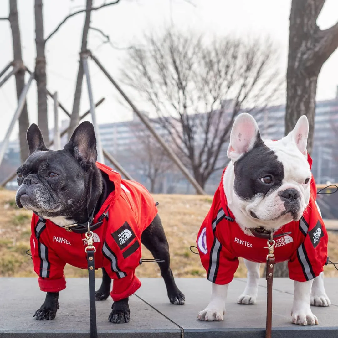 2021 New Cool Dog Clothes Waterproof Large dog raincoat USA flag Pet Jackets ropa para mascotas perros, Red,black
2021 New Cool Dog Clothes Waterproof Large dog raincoat USA flag Pet Jackets ropa para mascotas perros, Red,black