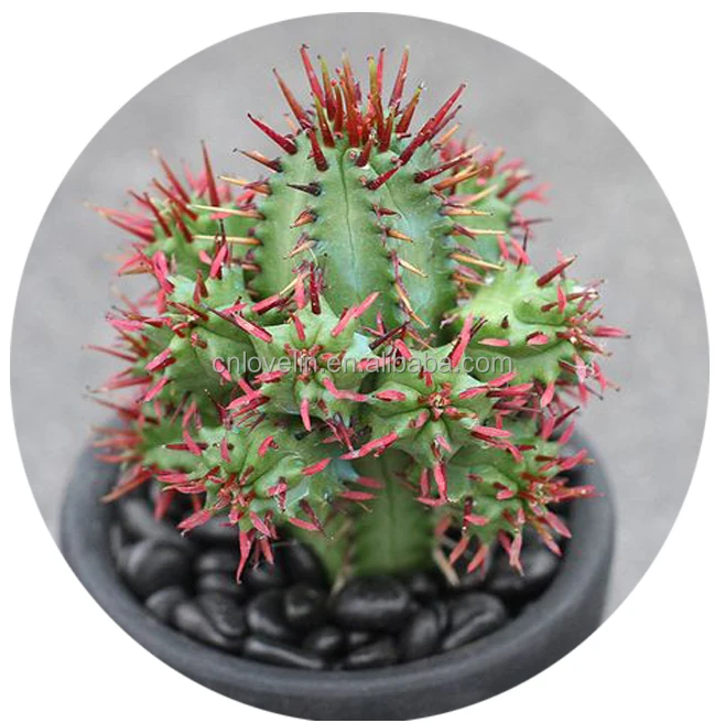 Rare and colourful cactus Euphorbia aggregata succulent hot sale cactus mini plants for Indoor decorate, Green
Rare and colourful cactus Euphorbia aggregata succulent hot sale cactus mini plants for Indoor decorate, Green