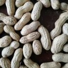 chinese roasted peanuts with shell new crop 9-11