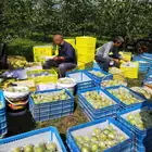 China Pear Pears Pear Best Selling Sweet China Pear Organic Pear Pears Brand