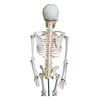 /product-detail/170cm-pvc-material-with-main-arteries-and-spinal-nerves-human-body-manikins-62374598999.html