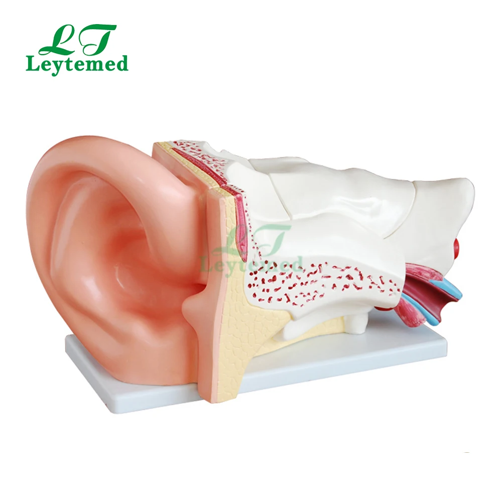 XC-303C متوسطة الحجم من البلاستيك نموذج تشريح الأذن البشرية لعيادة السمع