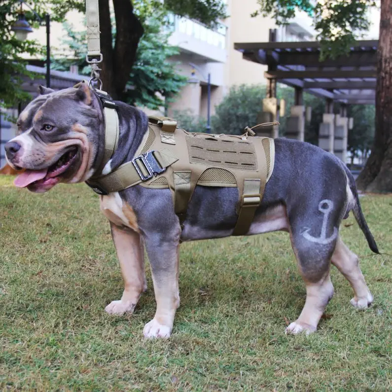 Competitive Price Tactical Service Outdoor Training Chinese Dog Clothing, Black /brown
Competitive Price Tactical Service Outdoor Training Chinese Dog Clothing, Black /brown