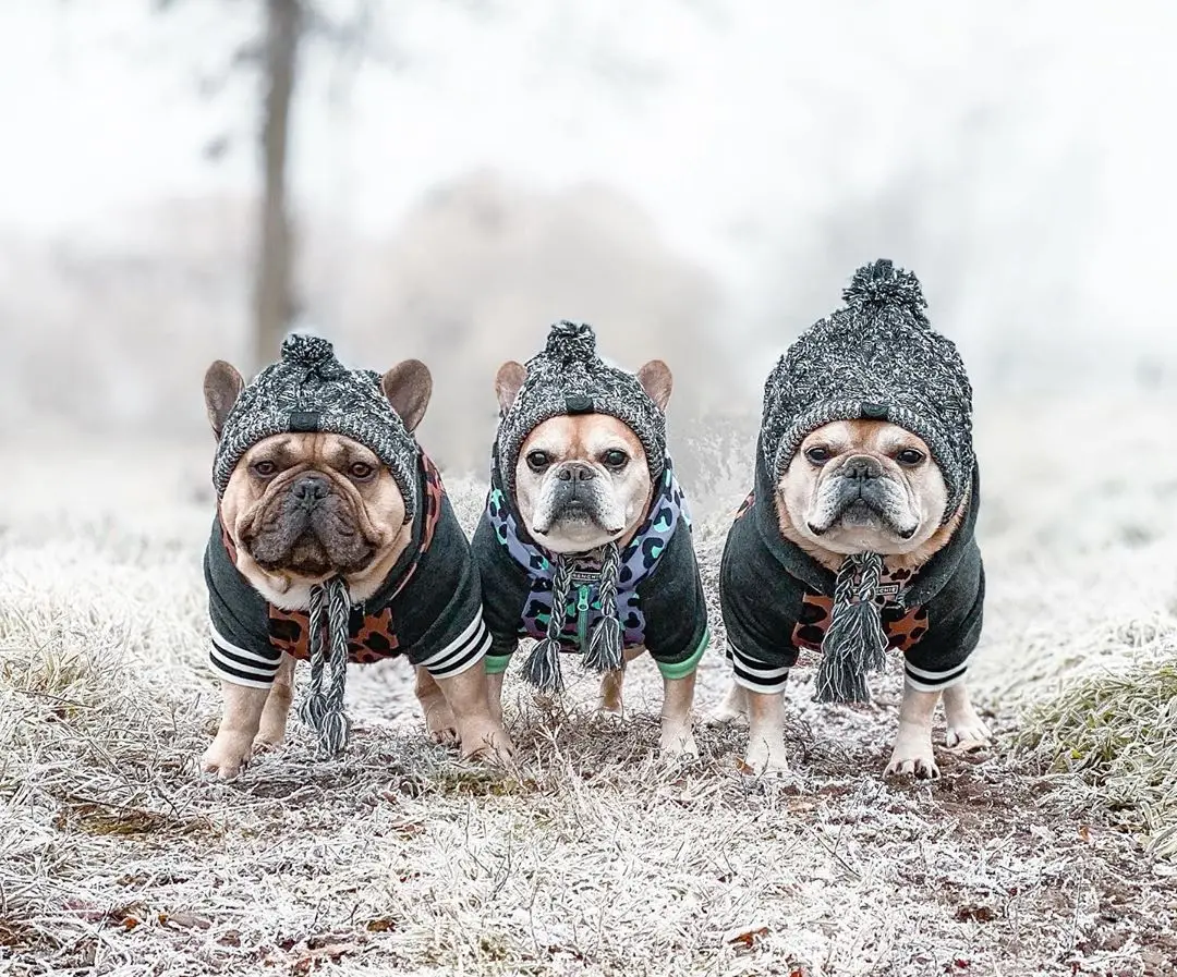 New autumn winter warm and windproof pet wool hat adjustable knitted dog cat hat, As shown in details
New autumn winter warm and windproof pet wool hat adjustable knitted dog cat hat, As shown in details