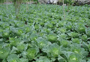 Different Animal Feces Fermentation Processing for Organic Fertilizer