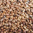 In Shell Nuts Wholesale Bulk In Shell Pine Nuts