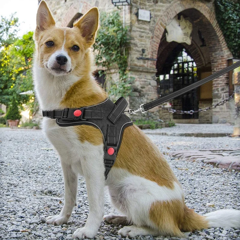 Doggy Vest Harness And Leash Set Reflective Pet Dogs Rope Adjustable Dog Handle Harness For Small Dog, Multi
Doggy Vest Harness And Leash Set Reflective Pet Dogs Rope Adjustable Dog Handle Harness For Small Dog, Multi